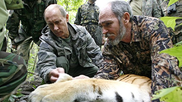 Prime Minister Vladimir Putin (left) looks at the tranquilized five-year-old tiger.
