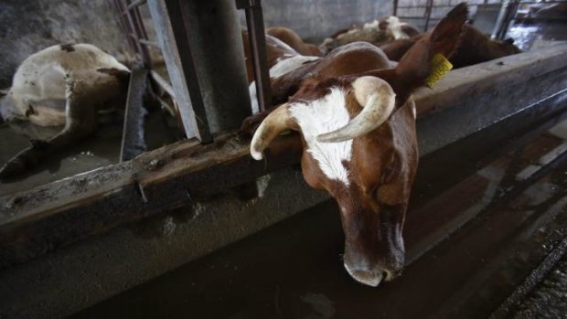 Dead cows wait to taken away by the Bosnian military.