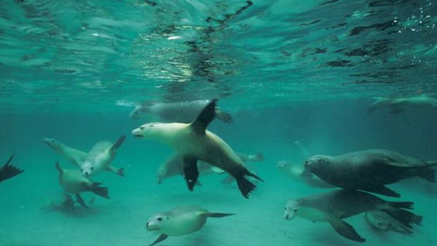 Fish finders ... a group of sea lions frolics near Hopkins Island, just off Port Lincoln.