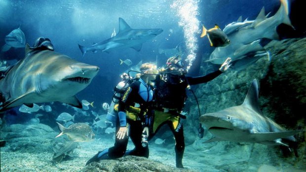 Diving with sharks at SEA LIFE Melbourne Aquarium.