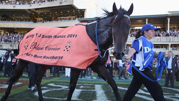 A nod to the camera: Black Caviar is walked through Randwick's mounting yard after winning race 5, the T.J. Smith Stakes, yesterday.