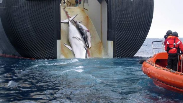 A minke whale and her calf being towed up the rear ramp of a Japanese whaling vessel.