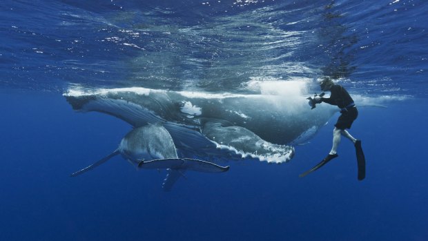A humpback whale mother and calf.