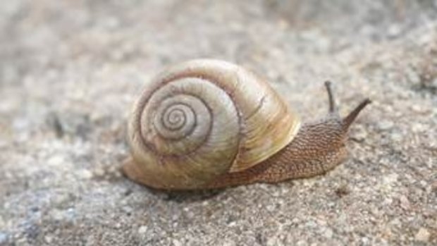 A snail moves faster than our justice system.