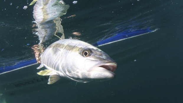 The illness affecting Clean Seas' yellowtail kingfish has worsened.