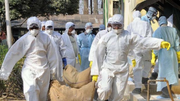 The resurgence of 'bird flu' could trigger a global pandemic.