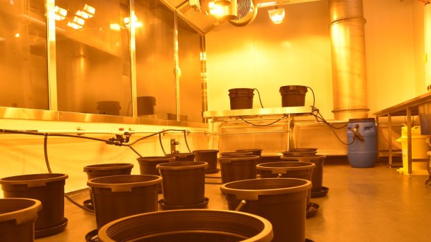 Inside Victoria's secret medicinal cannabis lab