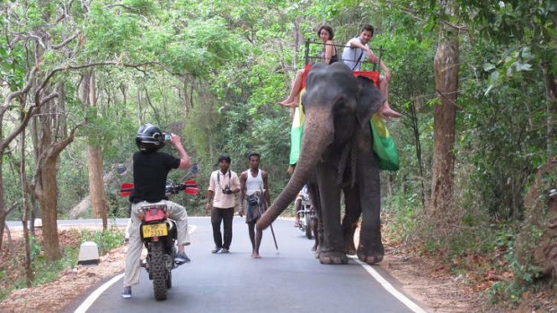 Treasure hunt: face-to-face with an elephant near Sigiriya.