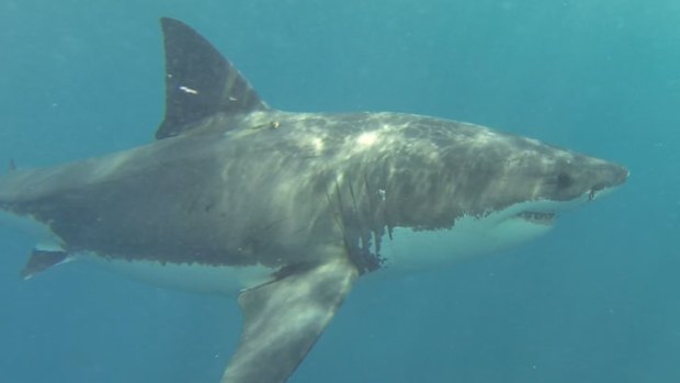 The five-metre great white circling the cage was after another sort of tasting. <i>Photo: Rupert Critchley</i>