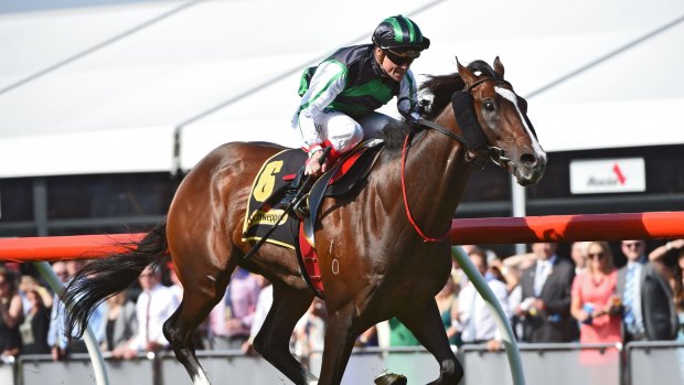 Never better: Trainer John Thompson is confident Hooked will deliver in the Emirates Stakes on Saturday, the final day of the Flemington carnival.
