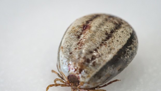 One of an increasing number of paralysis ticks found in the Canberra region recently. 