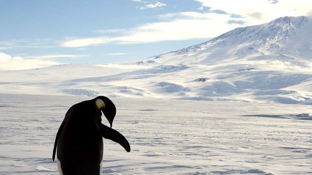 Researchers counted 595,000 emperor penguins during a recent survey.