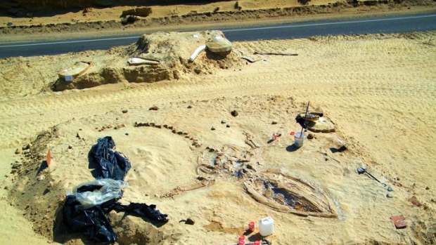 Mysterious find ... a prehistoric whale fossil lies embedded in the Atacama desert.