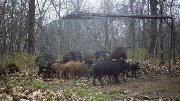 Feral hogs move in and around a trap set by farmer Jim Vich near Locust Grove, Oklahoma. Oklahoma is battling a wild pig problem that has spread across the US.