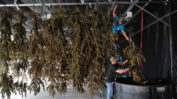 Farmworkers inside a drying barn take down newly-harvested marijuana plants in Colorado.