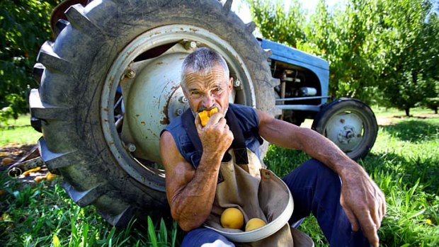 "The town is going to be decimated because so many industries rely on the fruit industry": Shepparton district farmer Gary Godwill.