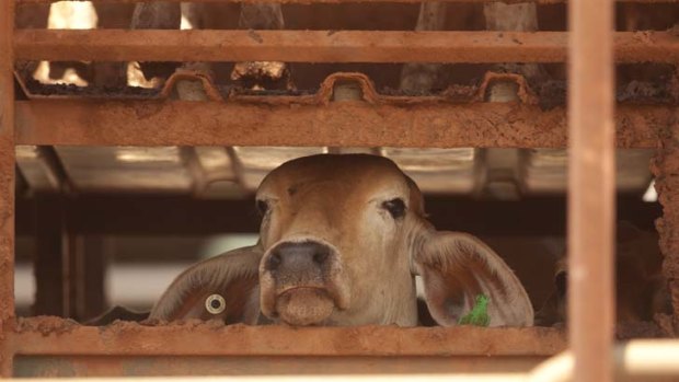 Resumed ... "The live export trade as currently carried out is indefensible."