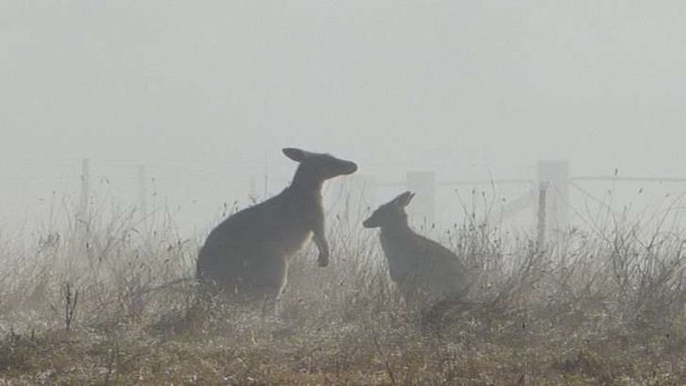 Two kangaroos enjoy a frosty frolic at the Aranda Frost Hollow