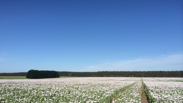 Legal opium poppies growing near Hamilton, Victoria.