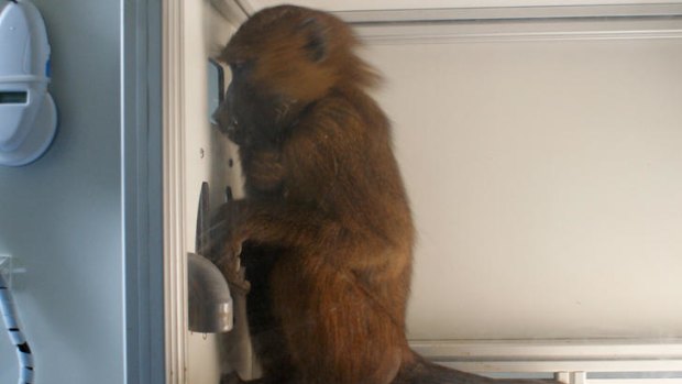 A baboon studies words on a touch screen housed in a booth in Marseille.