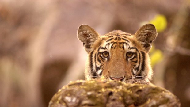 Tiger looking in wildlife sanctuary Bandhavgarh National Park Madhya Pradesh.