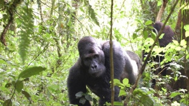 A gorilla in the Congo jungle. 