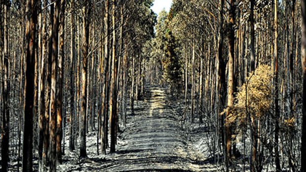 The aftermath of the Boolarra bushfires.