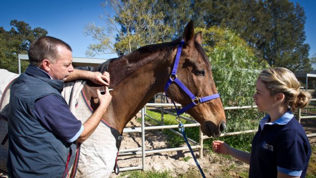 Vet Derek Major administers a Hendra virus vaccine to his horse Summit, with the aid of his veterinary assistant (file picture).