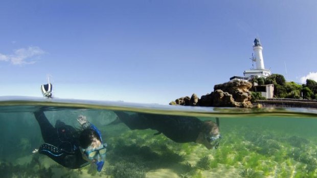 Aquatic scientist Sheree Marris snorkels at Point Lonsdale.