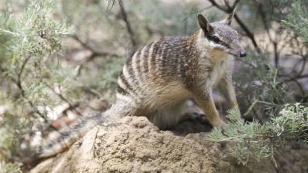 Numbat numbers have decreased as a result of predation and land clearing.