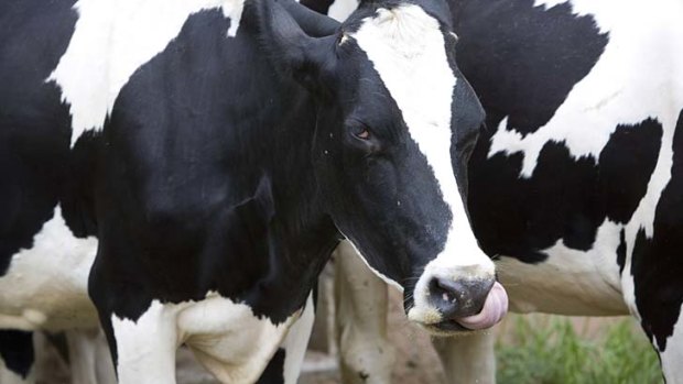 Dairy herds are likely to become real cash cows.