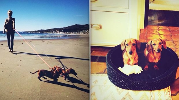 Pictures of Rosie Huntington Whitely's dachshunds Dolly and Peggy.