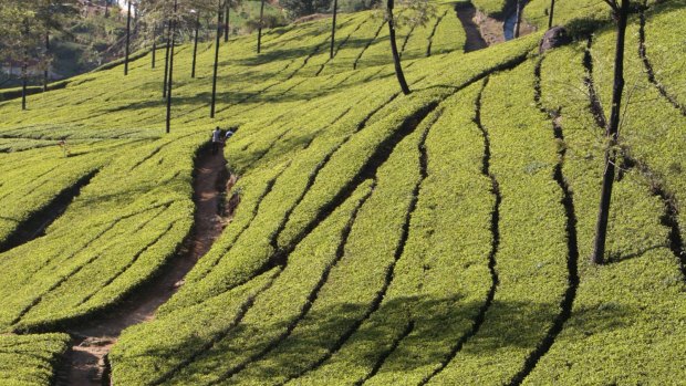 Tea fields in Nuwara Eliya, Sri Lanka. 