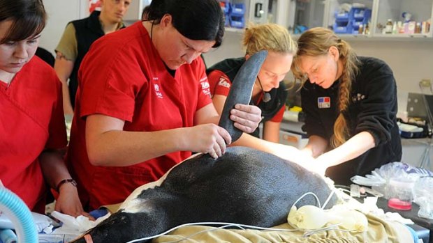 Surgery for a swimmer ... an emperor penguin, found on Peka Peka Beach in New Zealand, is treated by zoo staff in Wellington.