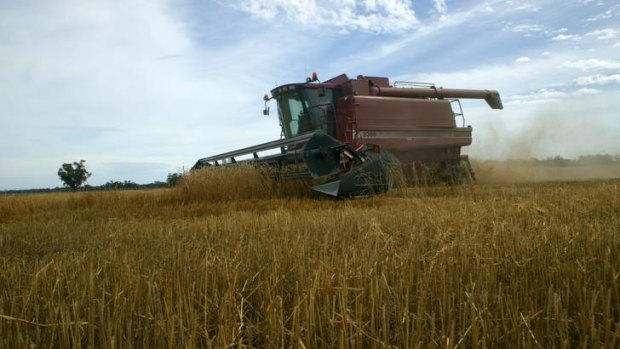 Prices for staples such as wheat have risen nearly 50 per cent on international markets since June.