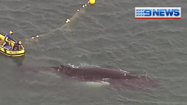 A whale is set free from a shark net off the coast of Noosa.