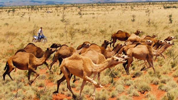 Fast food? Australia has the world's largest population of feral camels, about a million.  It is estimated they cause up to $15 million a year in damage.