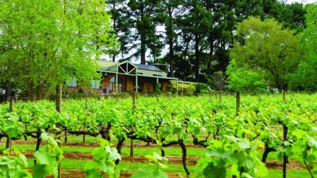 Cool-climate pioneer: Main Ridge Estate was one of the first vineyards planted on the Mornington Peninsula. 