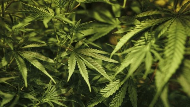 Medicinal cannabis will be legal from Sunday.