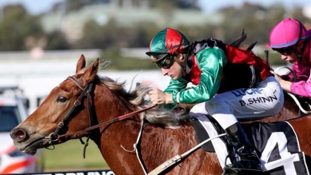 Changed camps: Black Shinn will ride for Peter Moody in the coming weeks.