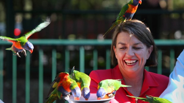 Winging it: Anna Bligh takes in the Currumbin Wildlife Sanctuary on the Gold Coast as part of her last-ditch whirlwind tour of Queensland.