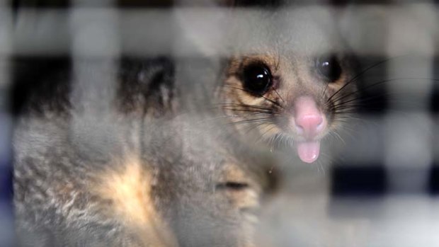 Possums could be given birth-control hormones to control their spiralling numbers.