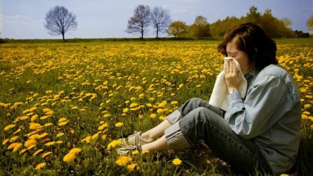 About one in five Australians are affected by seasonal allergic rhinitis, also known as hay fever.