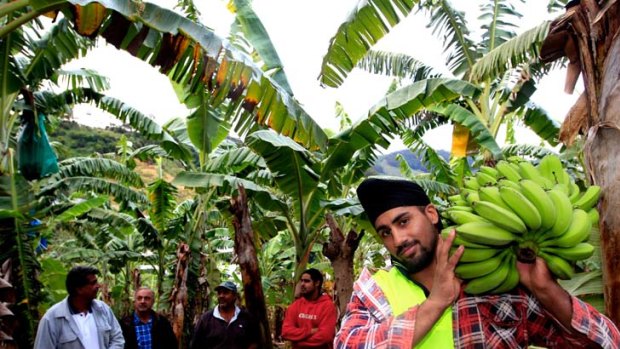 Reason to smile ... Harinder Husna at the Husna family plantation in Woolgoolga. Bananas, which used to fetch $4 a carton before Christmas, now sell at $140 a carton.