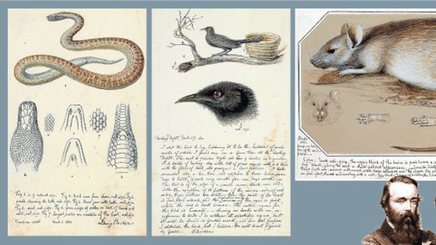 Perceptions unfounded: Robert Burke (on the left) and William Wills; the CSIRO book that takes another look at their achievements; a children’s python, identified by Ludwig Becker; a white-winged chough;  and a long-haired rat.