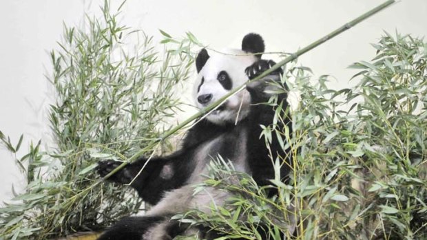Yang Guang settles into his new home at Edinburgh Zoo.