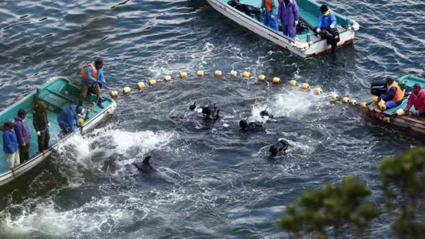Fishermen in wetsuits hunt dolphins at a cove in Taiji, Japan, on Tuesday.