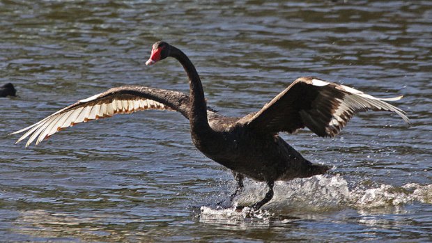 Black swans were once white as snow until they became too vain.