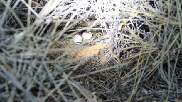 The night parrot nest containing two eggs. Photo: Steve Murphy