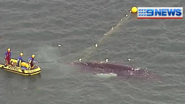 Marine animal release teams attempt to free the humpback whale.